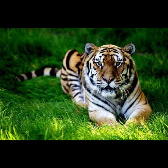 Meet your Posher, Dontae - Picture 1 of 1